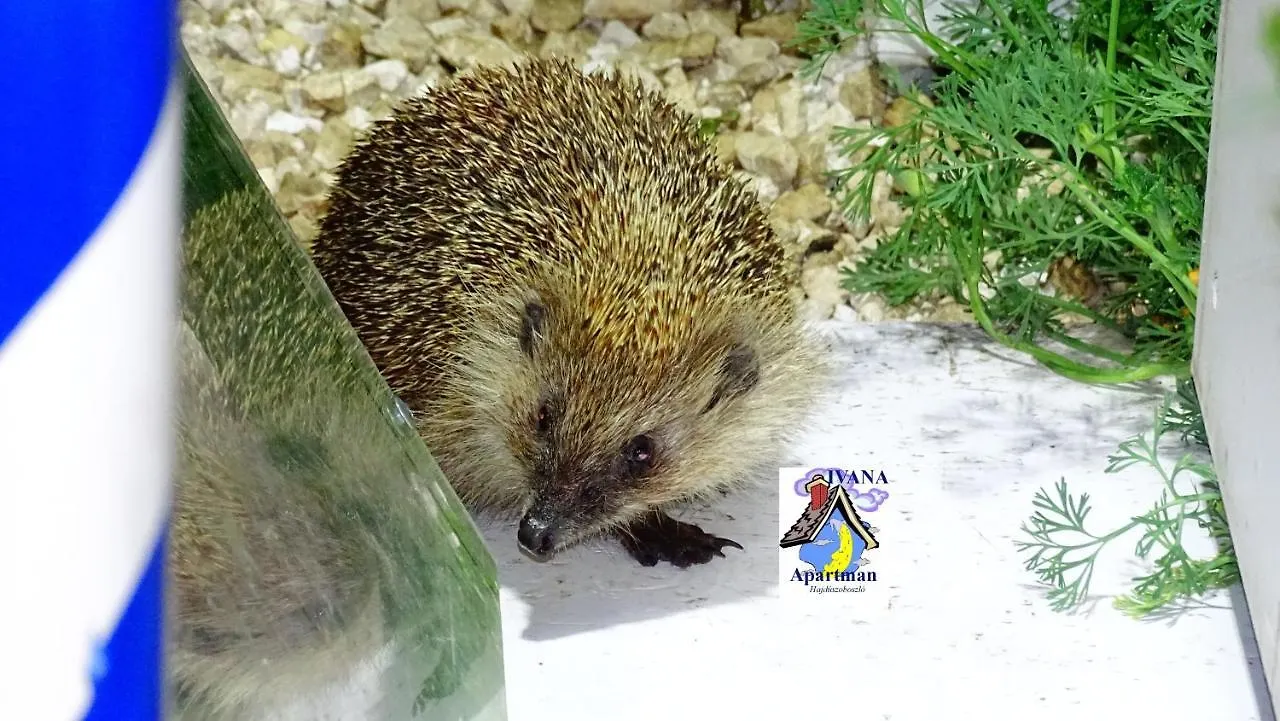 Dom wakacyjny Ivana Holiday Haus Hajdúszoboszló
